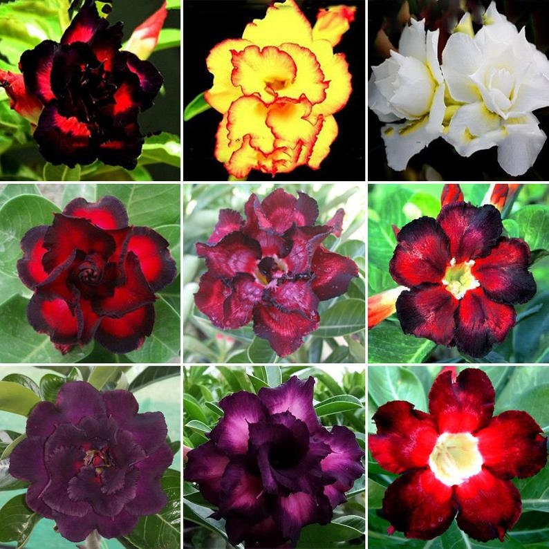 Mixed Color Desert Rose Seeds - Adenium Obesum - Easy to Grow as Bonsai or Indoor Plant - Mixed Color Seeds