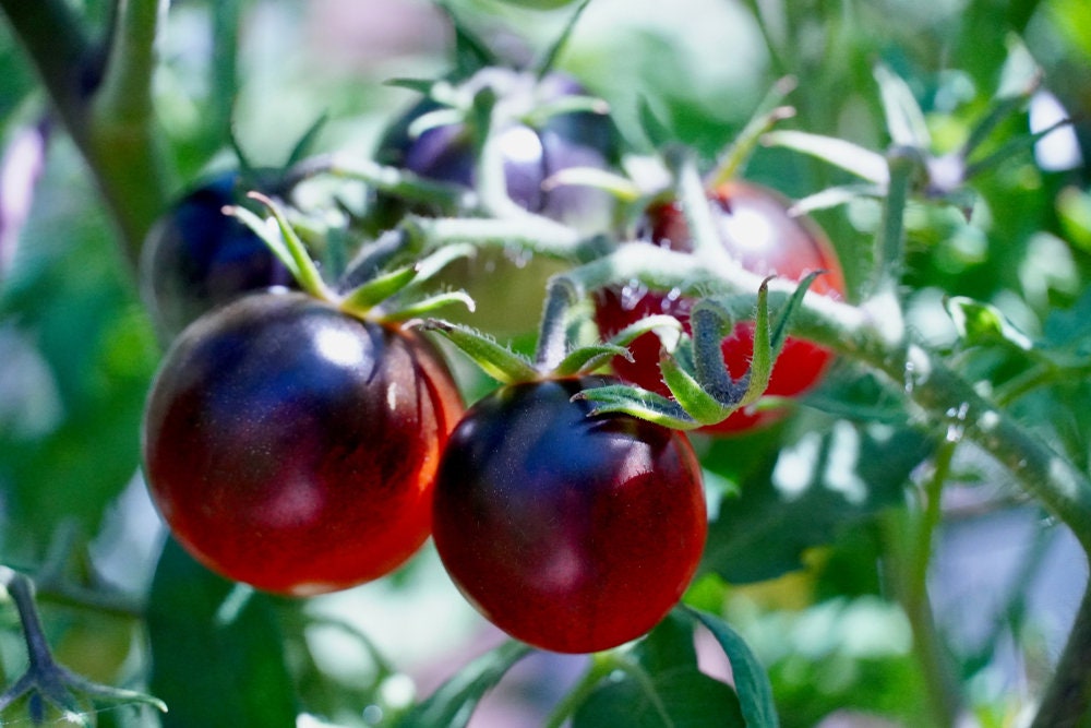 Black Pearl Cherry Tomato Seeds for Planting - 100+ Seeds - Amazing Taste, Very Sweet - Great for Salads - Made in USA. Ships from Iowa