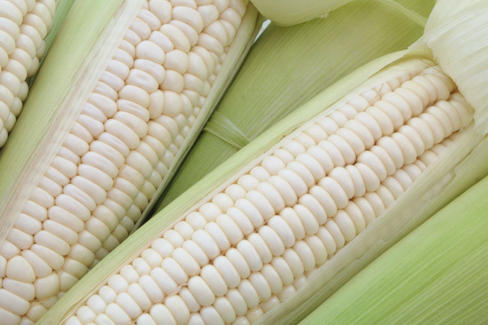 White Corn Seeds for Planting - 75+ Seeds - Considered a Fruit and Vegetable