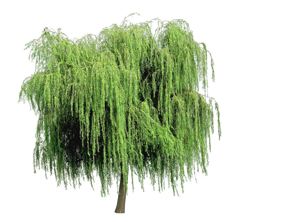 20+ Thin Weeping Willow Cuttings. Pencil Size or Smaller. Twigs. Great Price. Grow Trees or Make Willow Water