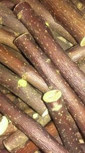 40 Applewood Sticks, Apple Sticks Pet Chew Toys for Chinchilla Guinea Pigs Rabbits Dogs