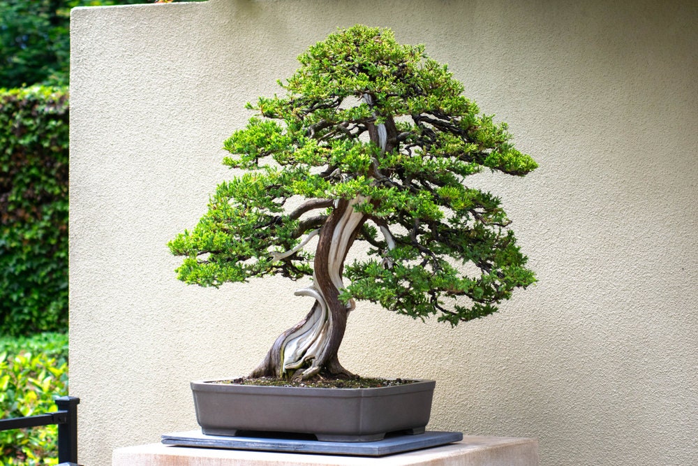 Juniper Bonsai Tree Seeds - 50 Seeds
