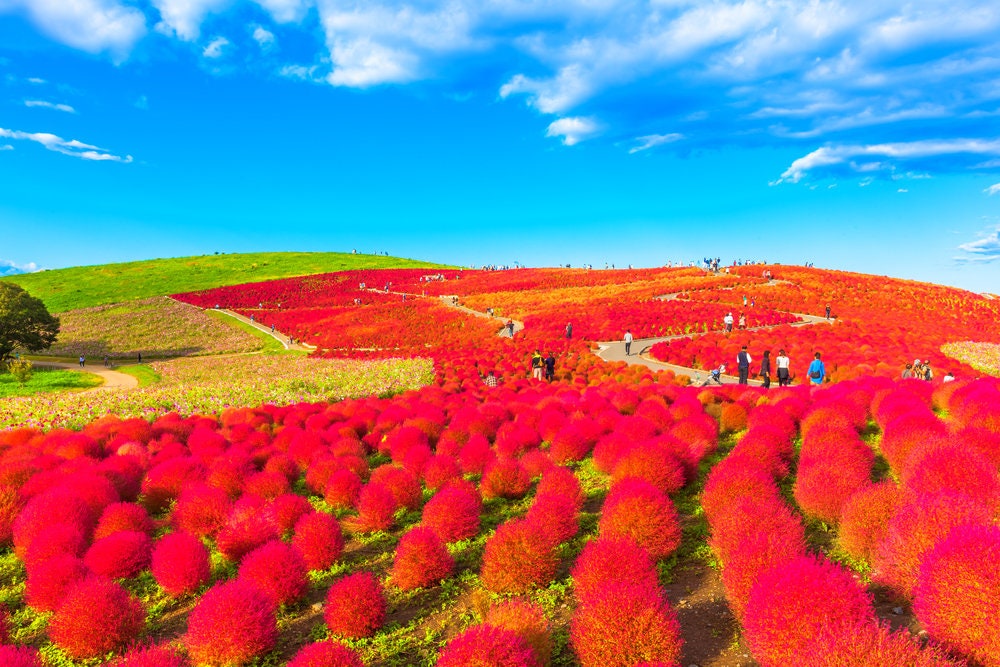Burning Bush Seeds - Kochia Bush - Exotic Little Round Bush - Mexican Fire Plant - Summer Cypress