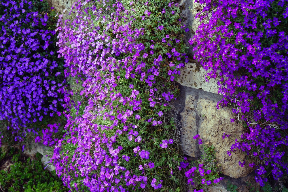 Purple Rock Cress - 100+ Seeds - Stunning Color, Low Grower, Great for Baskets or Rock Walls