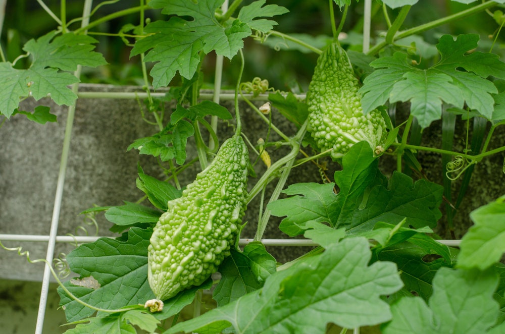 20 Green Bitter Gourd Vine Seeds for Planting Bitter Melon Bitter Gourd Rare and Hard to Find Ships from Iowa, USA