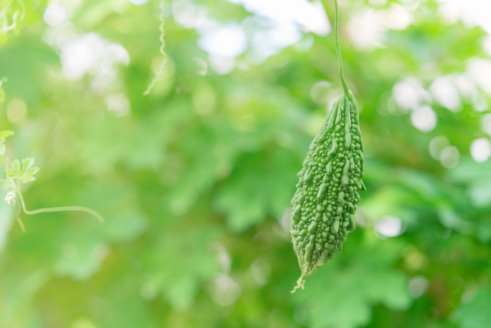 20 Green Bitter Gourd Vine Seeds for Planting Bitter Melon Bitter Gourd Rare and Hard to Find Ships from Iowa, USA