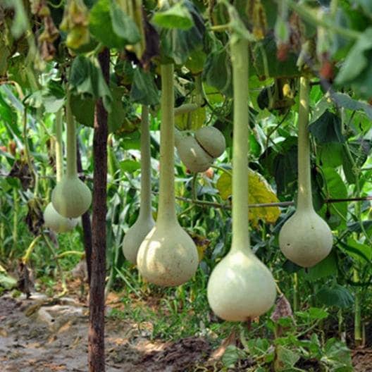 Dipper Gourd Seeds for Planitng | 10 Seeds | Made in USA, Ships from Iowa.