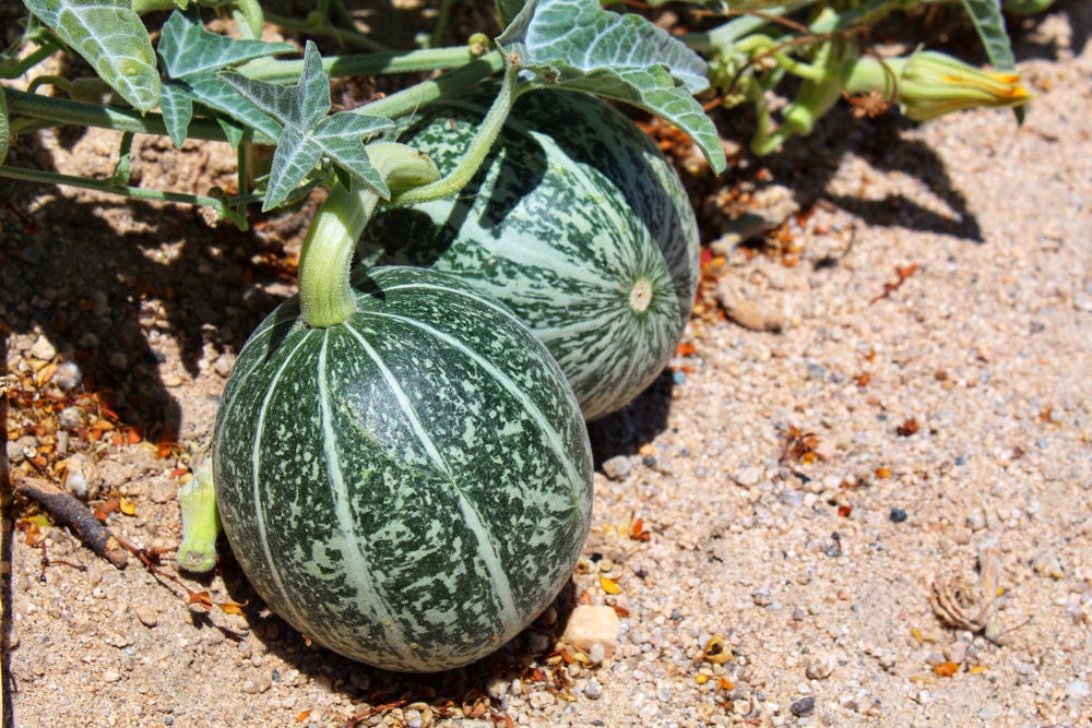 Wild Desert Melon Seeds | 10 Pack of Seeds | Grow This Exotic and Rare Garden Fruit | Edible Fruit to Grow