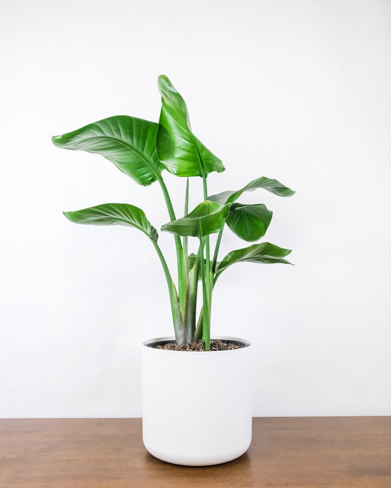 Bird of Paradise Tree Seed Bundle - 5 Seeds to Grow of Each Color - Great Indoor Plant or Bonsai - Strelitzia nicolai