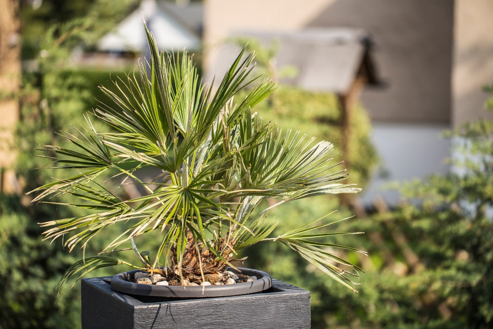 planting windmill palm seeds Windmill Palm Bonsai Tree Seeds - 6 Seeds