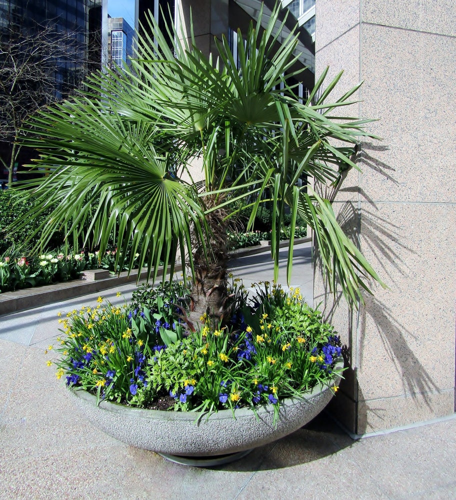 Windmill Palm Bonsai Tree Seeds - 6 Seeds - Trachycarpus fortunei