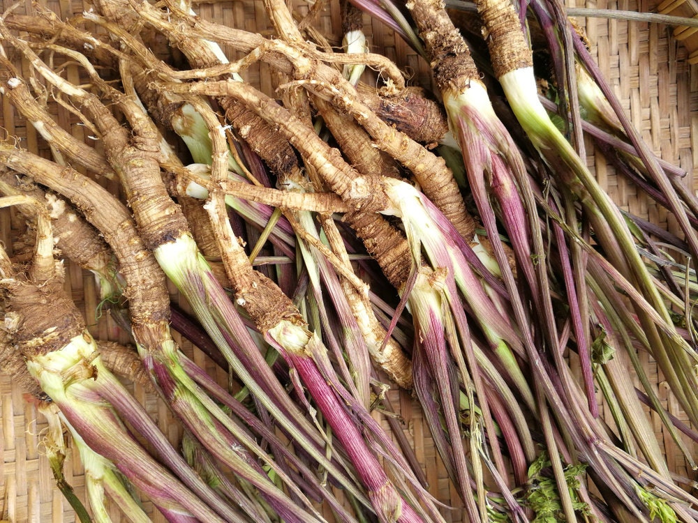 50 Female Ginseng Seeds - Medicinal Properties - Shipped from Iowa. Made in USA