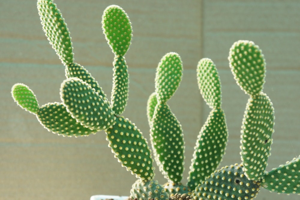 Bunny Ears Cactus Seeds - 30 Seeds -Opuntia microdasys var. albaspina - Exotic Cactus Popular for Bonsai or Container Growing