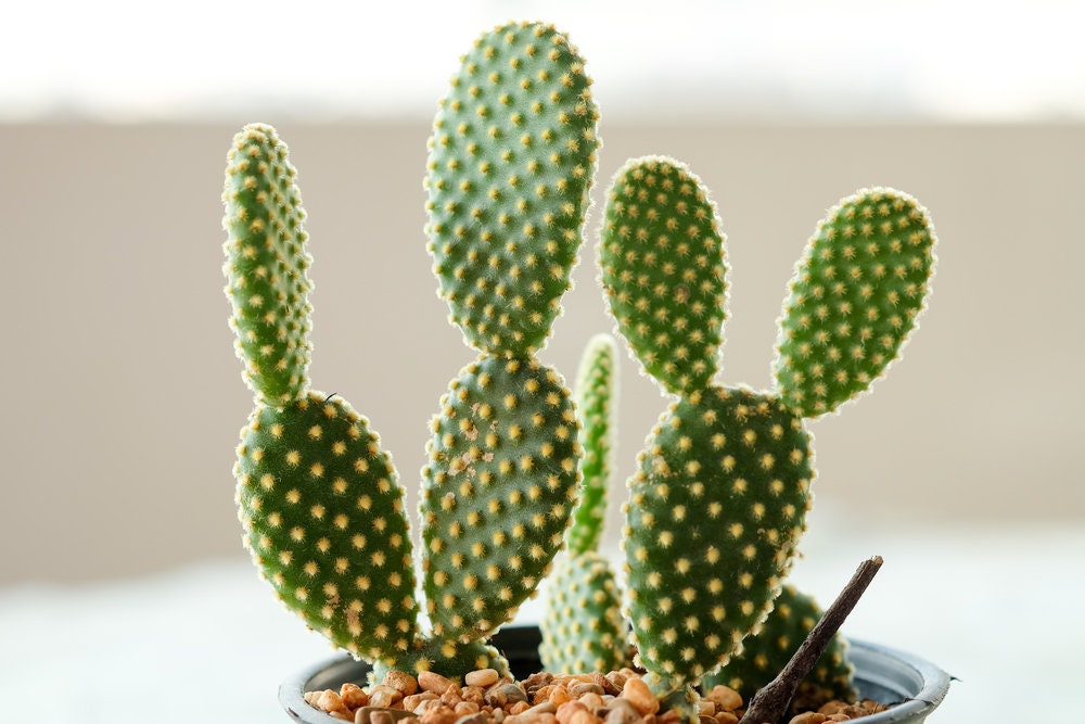 Bunny Ears Cactus Seeds - 30 Seeds -Opuntia microdasys var. albaspina - Exotic Cactus Popular for Bonsai or Container Growing