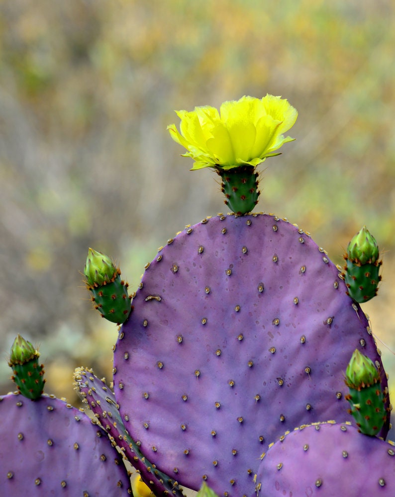 prickly pear cactus iowa Purple Prickly Pear Cactus Seeds - 50+ Seeds - Ships from Iowa, USA