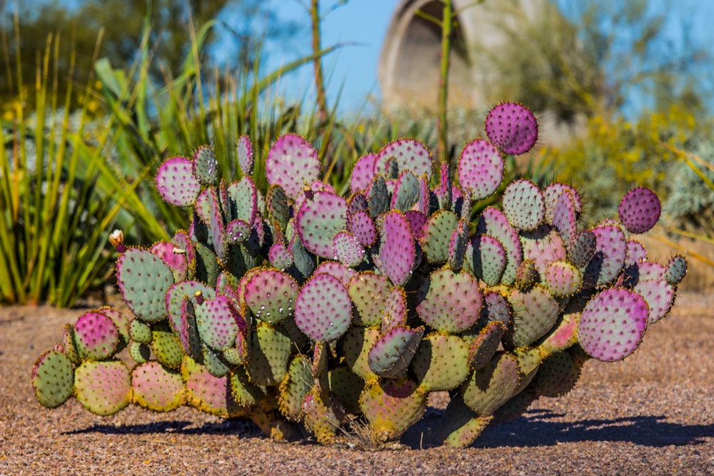 Purple Prickly Pear Cactus Seeds - 50+ Seeds - Ships from Iowa, USA - Grow Exotic Cacti