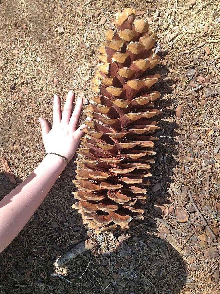 planting seeds from pine cones Giant Sugar Pine Tree Seeds for Planting