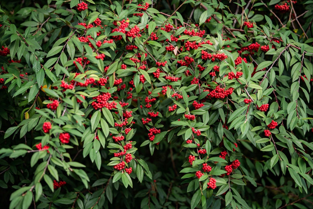 Red Elderberry Seeds - 50 Seeds to Plant - Sambucus racemosa - Non-GMO Seeds, Grown and Shipped from Iowa. Made in USA