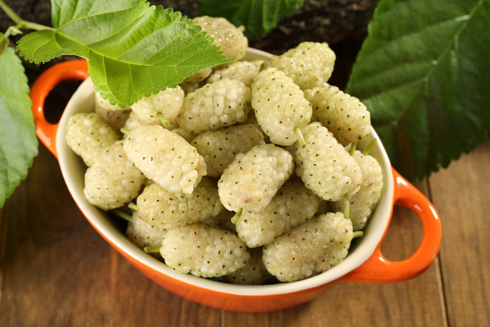 50+ White Mulberry Tree Seeds - Morus Alba - Non-GMO Seeds, Grown and Shipped from Iowa. Made in USA