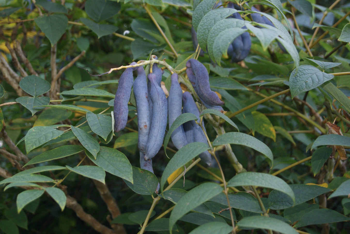 15 Blue Bean Plant Seeds - Exotic Blue Beans - Blue Sausage Fruit