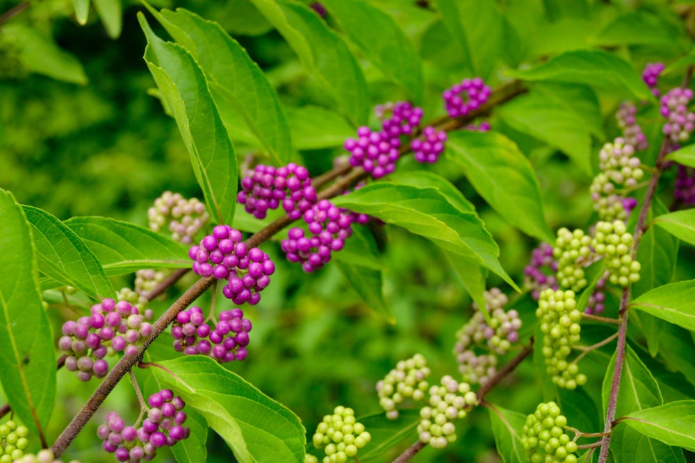 American Beauty Berry - Callicarpa Americana - 50 Seeds - Non-GMO Seeds, Grown and Shipped from Iowa. Made in USA