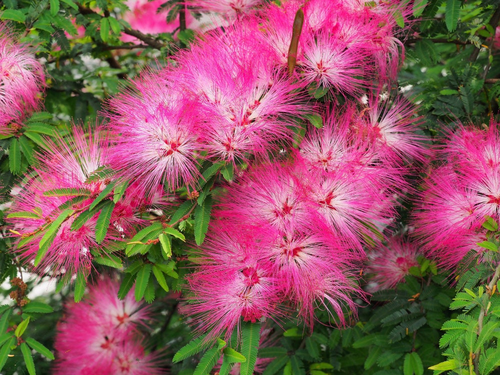 20 Albizia Julibrissin Mimosa Bonsai Tree Seeds for Planting - Persian Pink Silk Tree - Ships from Iowa, USA
