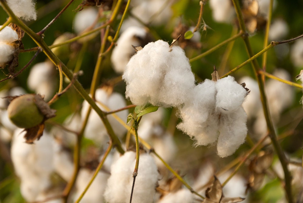 Cotton Seeds - 10 Seeds for Planting - Grow Levant Cotton - Ships from Iowa, USA