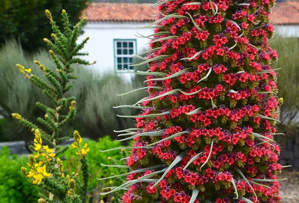 tower of jewels plant seeds Tower of Jewels Seeds - 10 Seeds - Echium Wildpretii
