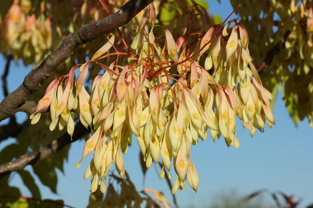 ailanthus altissima bonsai Tree of Heaven Seeds for Planting - 20 Seeds - Ailanthus altissima