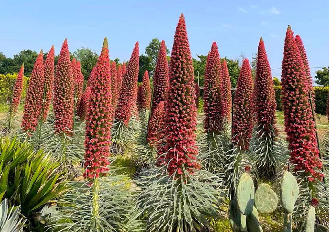 Tower of Jewels Seeds - 10 Seeds - Echium Wildpretii - Rare and Exotic Flowering Plant - Excellent Bonsai Specimen