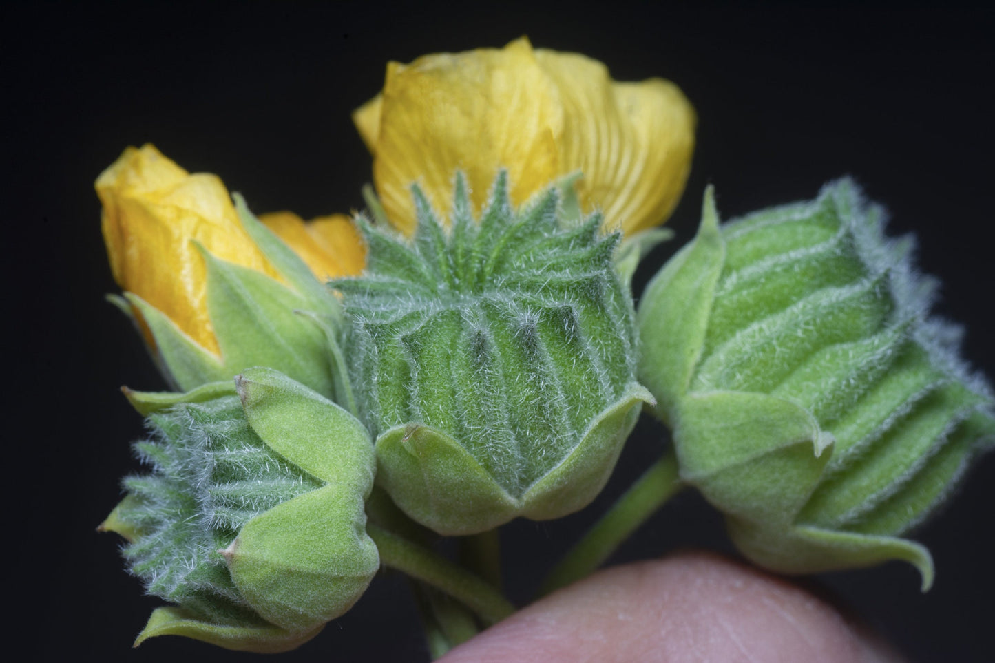 Velvetleaf Seeds for Planting - 50 Seeds - Grow Button Bush - Abutilon theophrasti