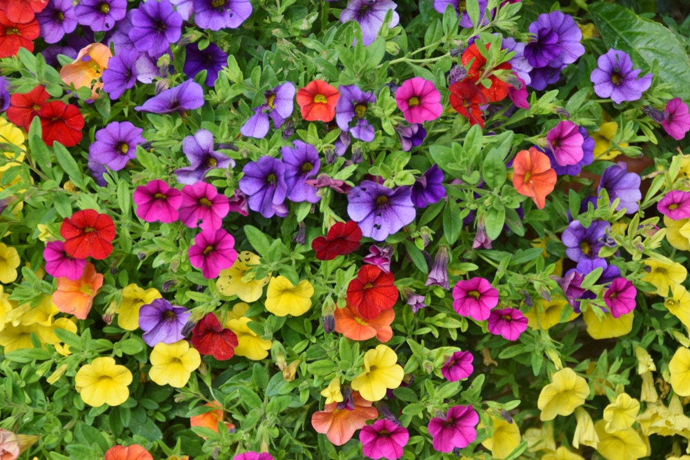 petunia mix flower seeds Mixed Petunia Flower Seeds for Planting | 100 Seeds | Non-GMO