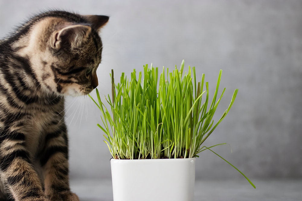 Wheat Seeds for Planting - Great Cover Crop, Forage, Cat Grass