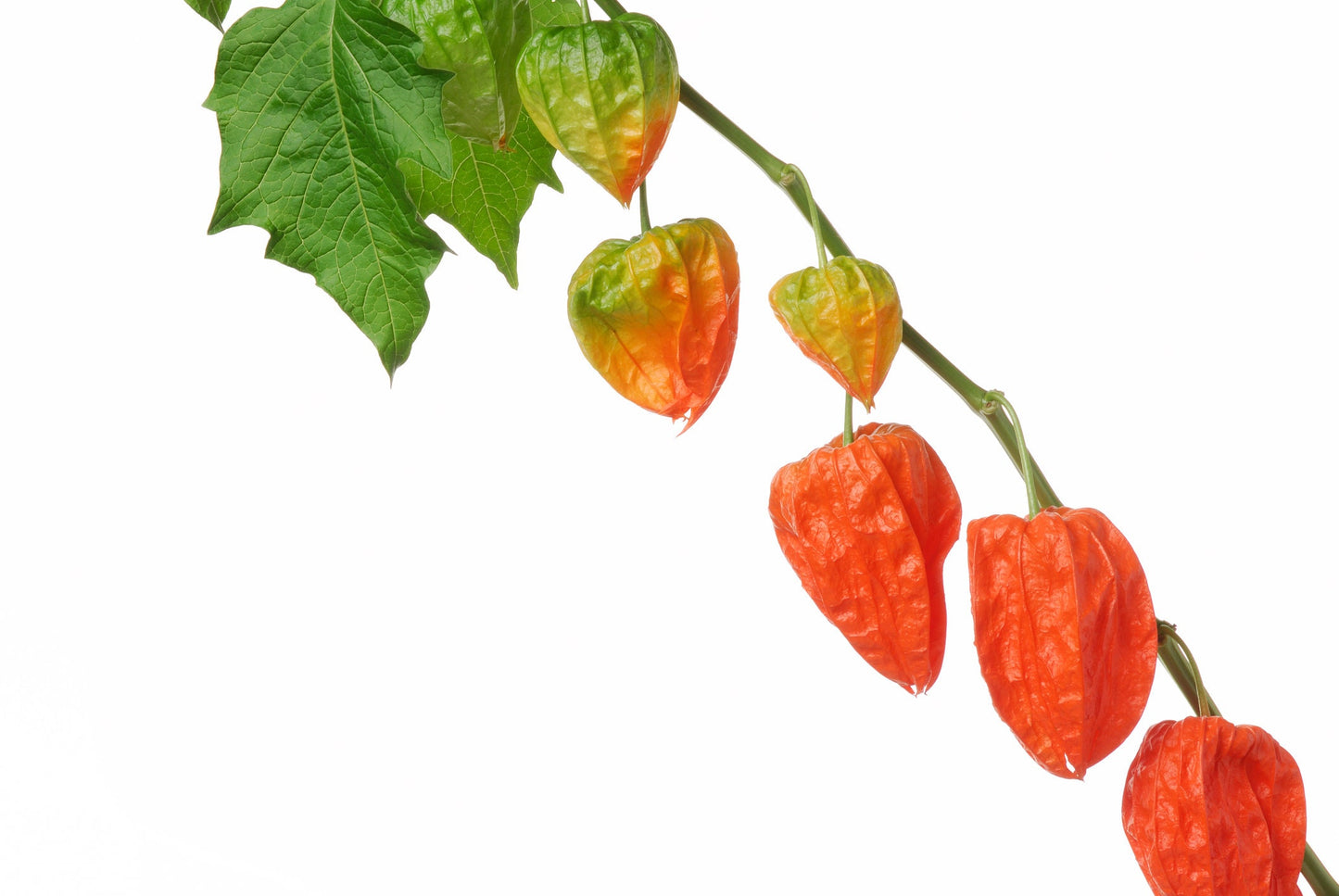 Chinese Lantern Seeds for Planting | 75+ Seeds | Stunning Lantern Like Blooms