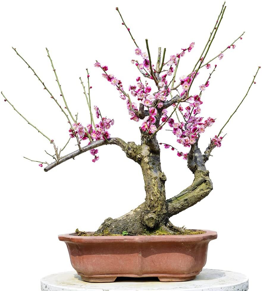 Flowering Plum Bonsai Tree Seeds | 10 Seeds of Prunus triloba | Flowering Tree Prized for Bonsai