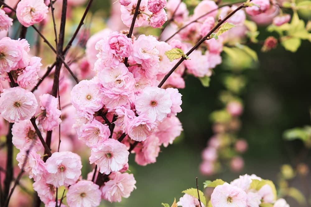 Flowering Plum Tree Seeds | 10 Seeds of Prunus triloba | Pink Flowering Tree