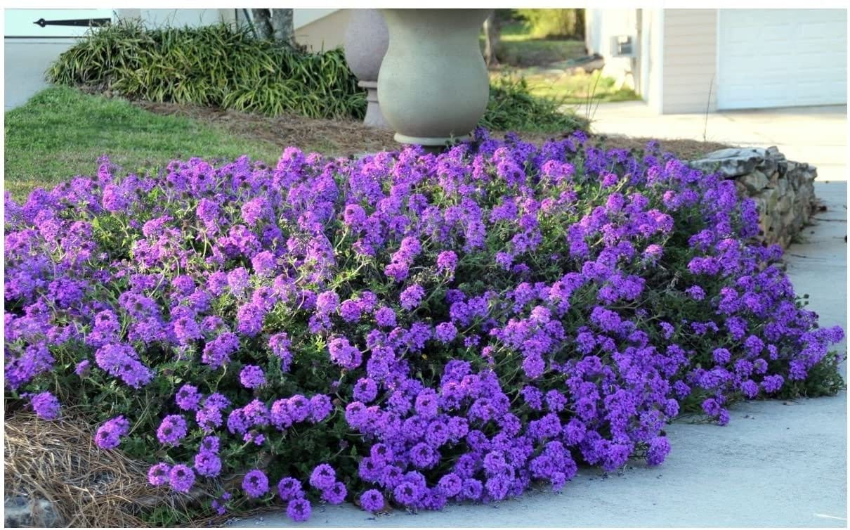 Purple Moss Verbena Seeds | 100 Seeds | Stunning Groundcover with Purple Blooms