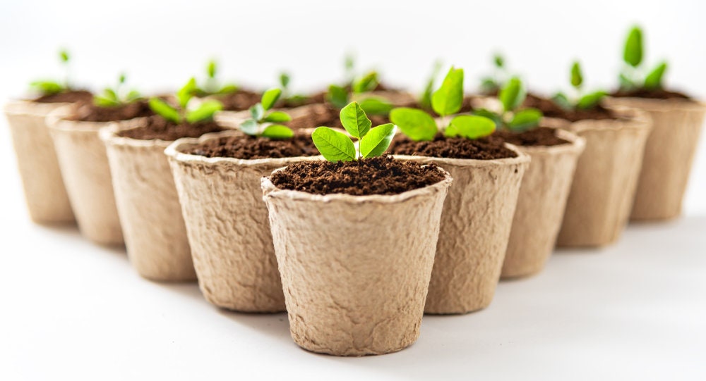 3 Inch Starter Pots - 50 Pack of Biodegradable Containers - Herbs, Trees, Vegetables, Bonsai, Fruit Seedling Starter Pots