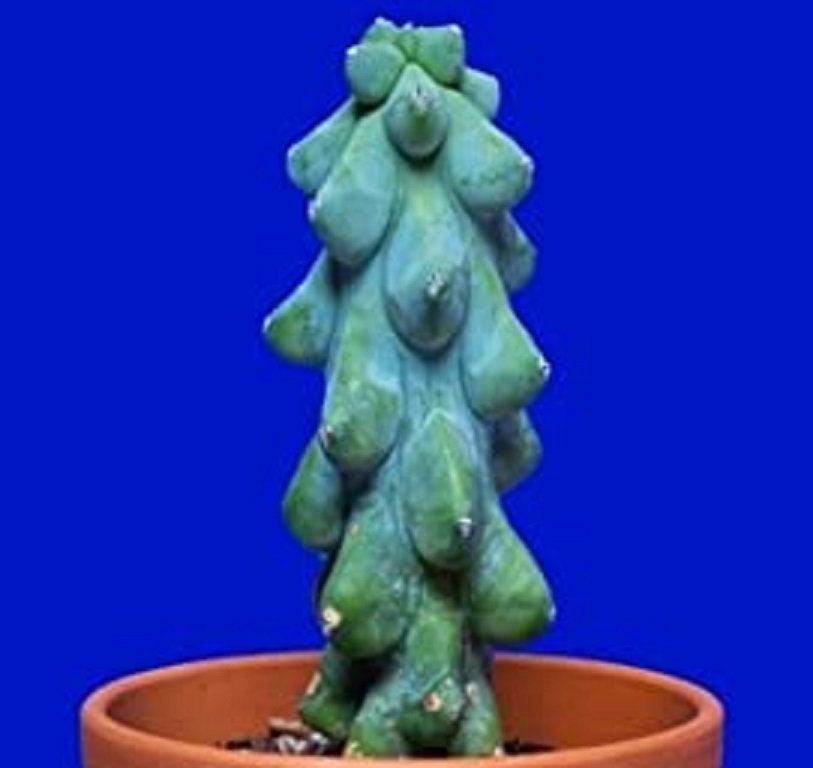 succulent breasts 30 Boob Cactus Seeds - Myrtillocactus geometrizans
