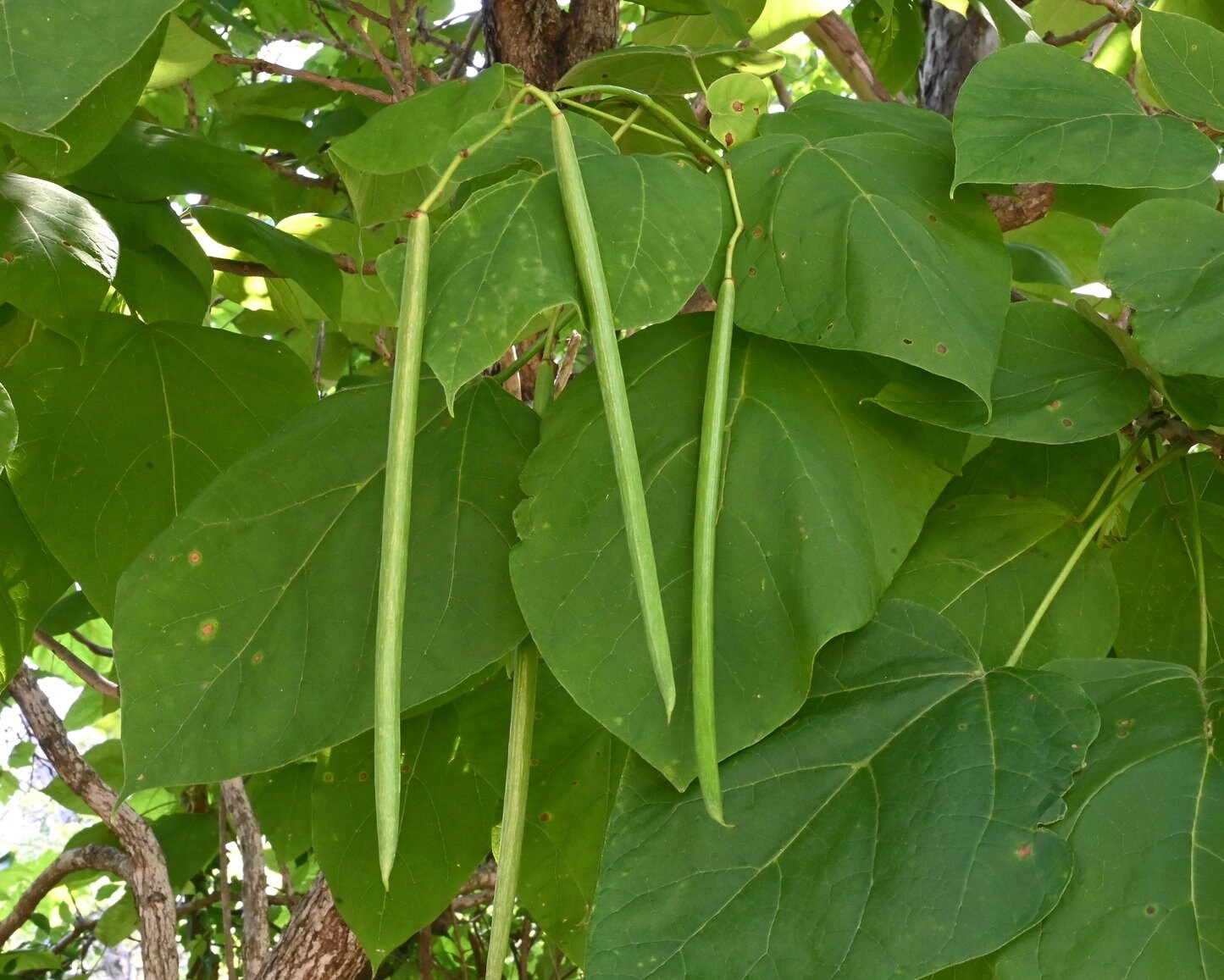 Catalpa Tree Seeds for Planting - 100 Seeds to Grow - Stunning Flowers, Large Leaves, and Bean Like Seed Pods