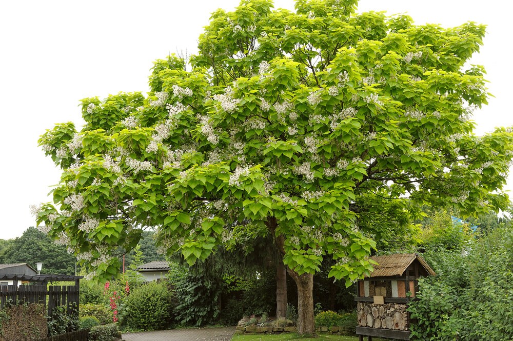 Catalpa Tree Seeds for Planting - 100 Seeds to Grow - Stunning Flowers, Large Leaves, and Bean Like Seed Pods