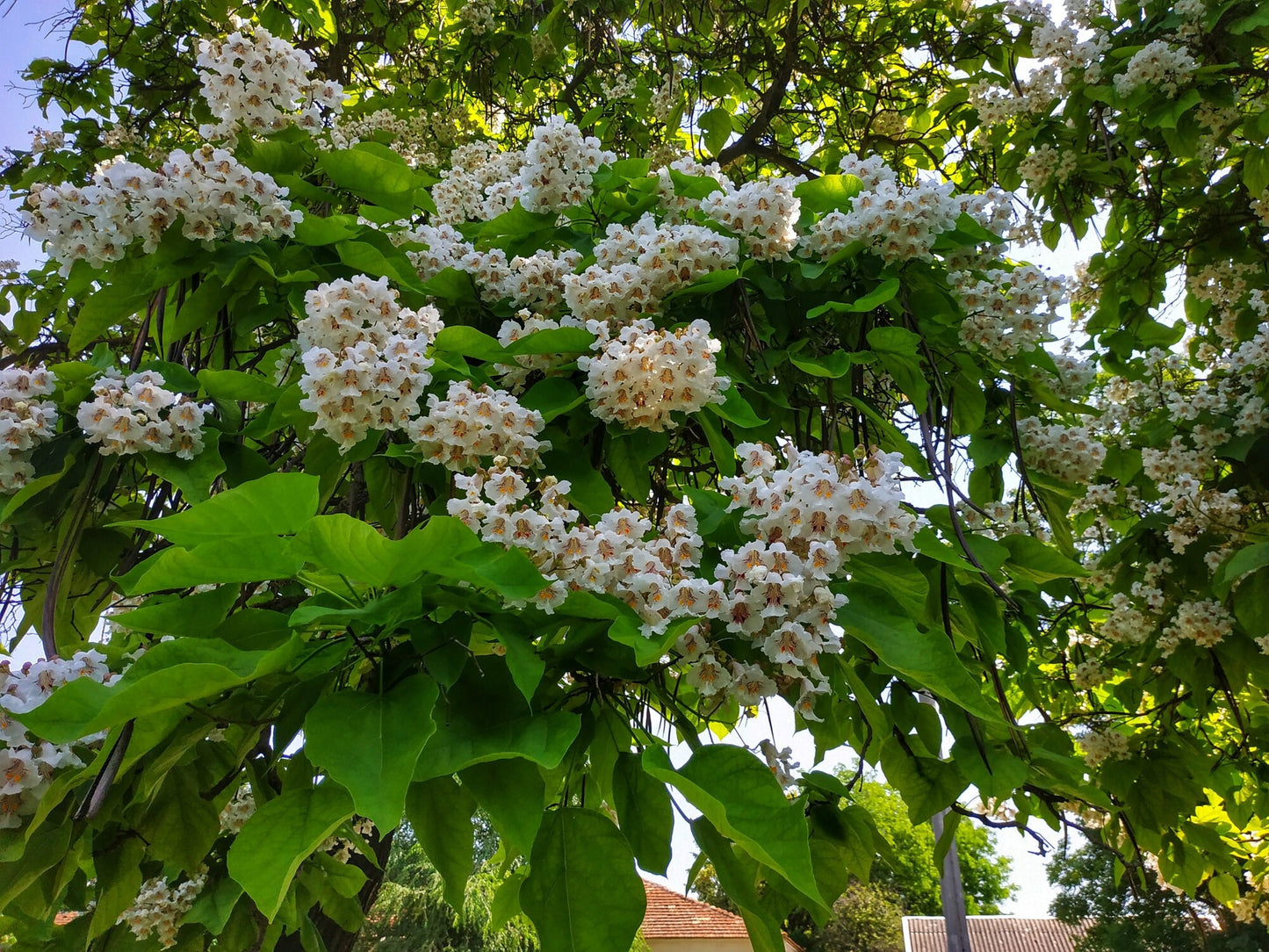 Catalpa Tree Seeds for Planting - 100 Seeds to Grow - Stunning Flowers, Large Leaves, and Bean Like Seed Pods