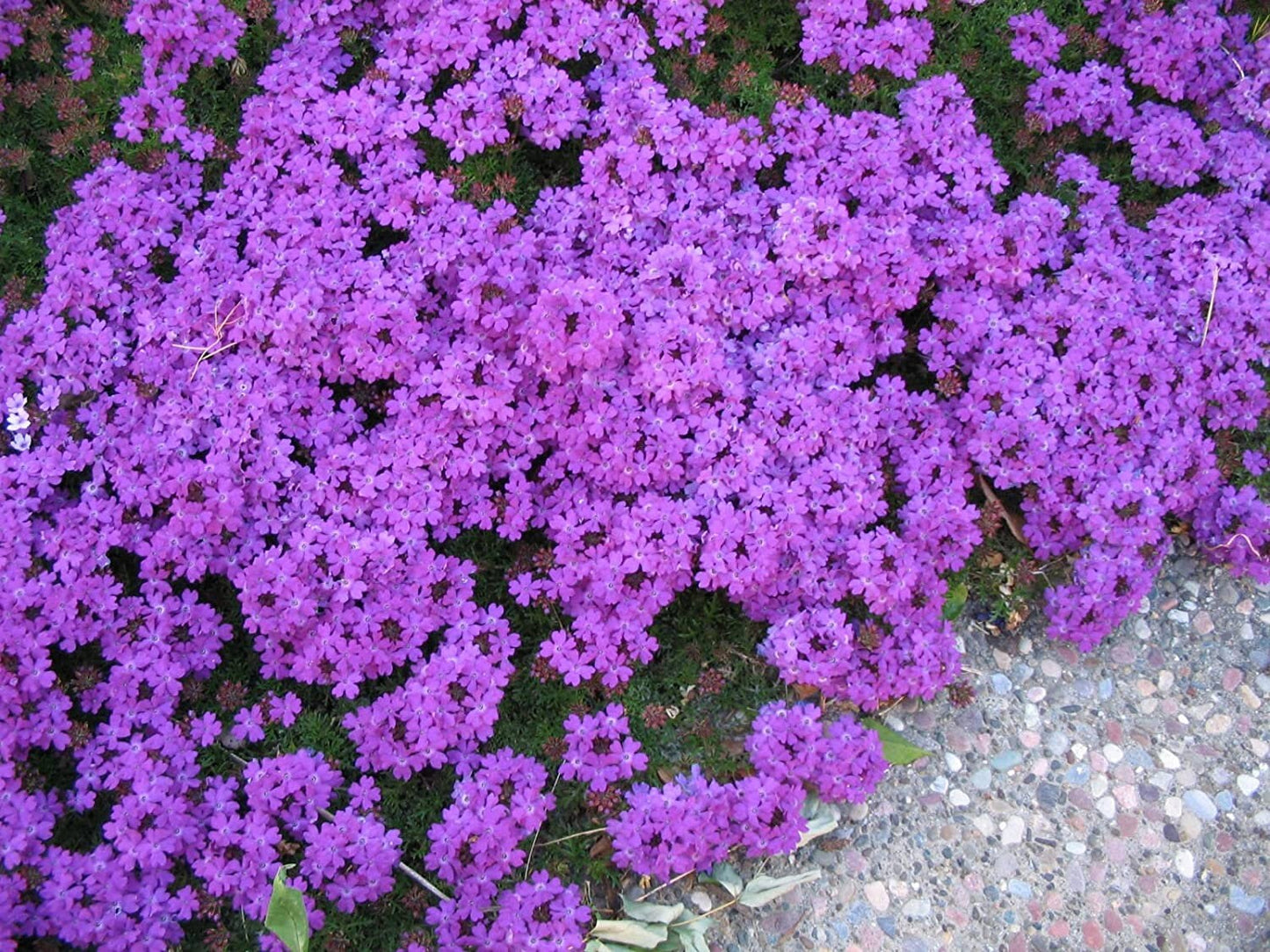 Purple Moss Verbena Seeds | 100 Seeds | Stunning Groundcover with Purple Blooms