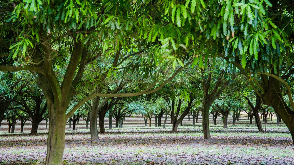 20 Macadamia Nut Tree Seeds - Macadamia integrifolia - Ships from Iowa, USA