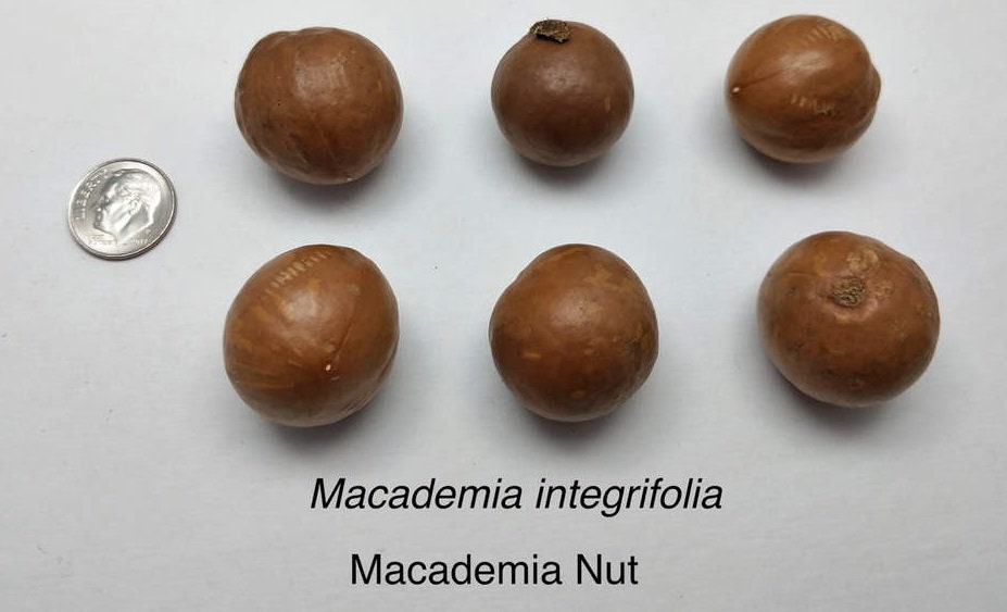 5 Macadamia Nut Tree Seeds - Macadamia integrifolia - Ships from Iowa, USA