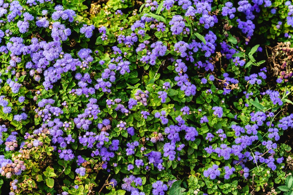 200+ Globe Gilia Wildflower Seeds - Stunning Annual Wildflower - Easy to Grow