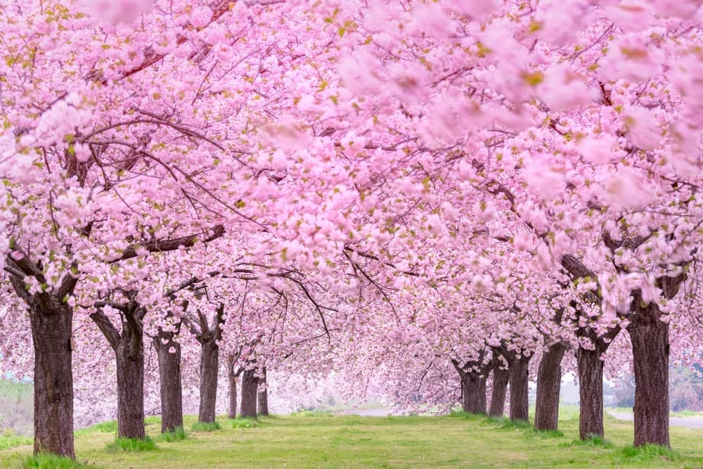 planting cherry blossom tree seeds 12 Japanese Flowering Cherry Blossom Tree Seeds
