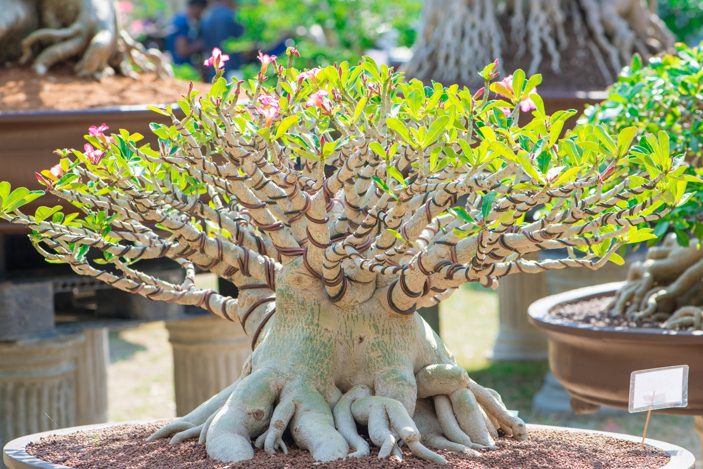 Mixed Color Desert Rose Seeds - Adenium Obesum - Easy to Grow as Bonsai or Indoor Plant - Mixed Color Seeds