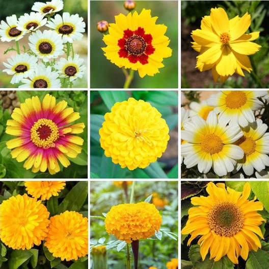 Color Themed Wildflower Mix - 200+ Seeds - Stunning All One Color Blends - Made in USA, Ships from Iowa.