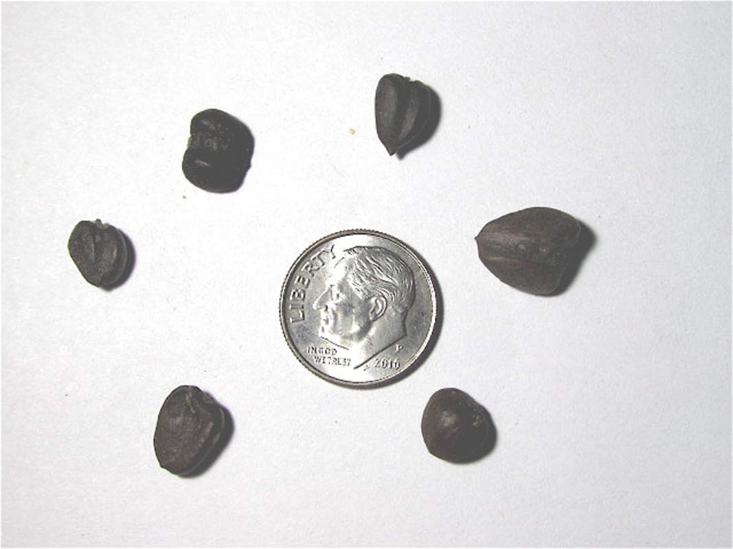 Yulan Magnolia Tree Seeds - 5 Seeds to Grow - Spring Buds Look Like Pink Birds - Stunning, Ships from Iowa, USA